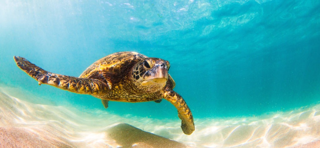 Want to Save the Turtles? It’s Beyond Straws – The Arrow