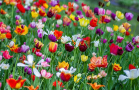 The Weirdest Part of Spring Isn't the Weather