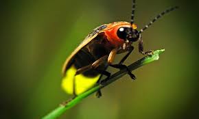 Fireflies: What will become of them?